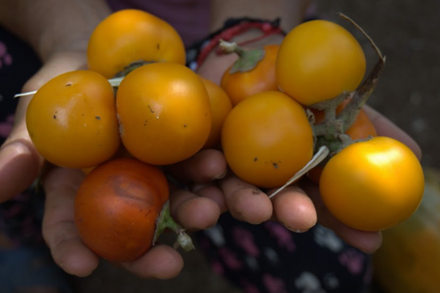 "Cultiva Progreso" celebra el Día de la Agricultura, trabajando con más de 500 agricultores de la Costa, Sierra y Oriente del Ecuador